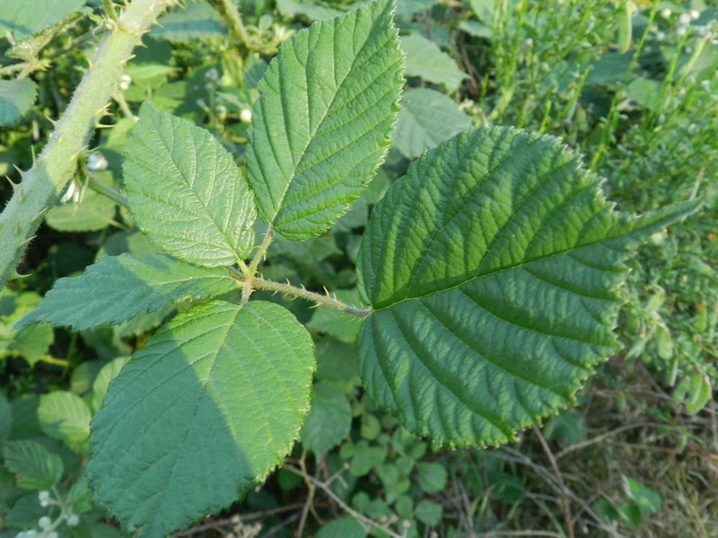 Rubus vagabundus