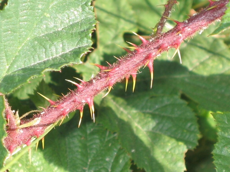 Rubus vagabundus photo 2