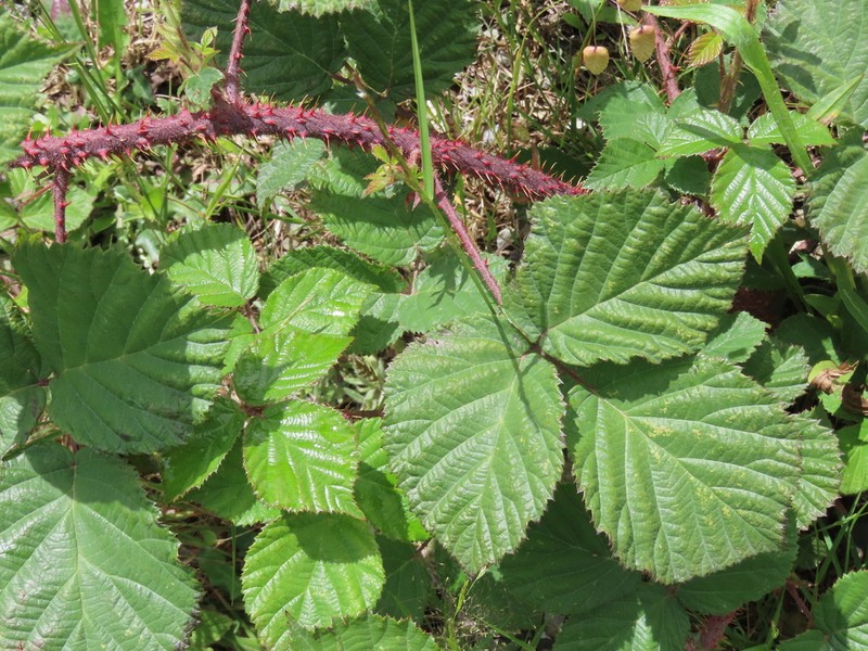 Rubus vagabundus photo 3