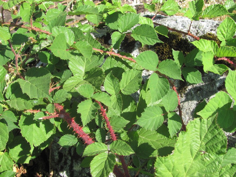 Rubus vagabundus photo 4