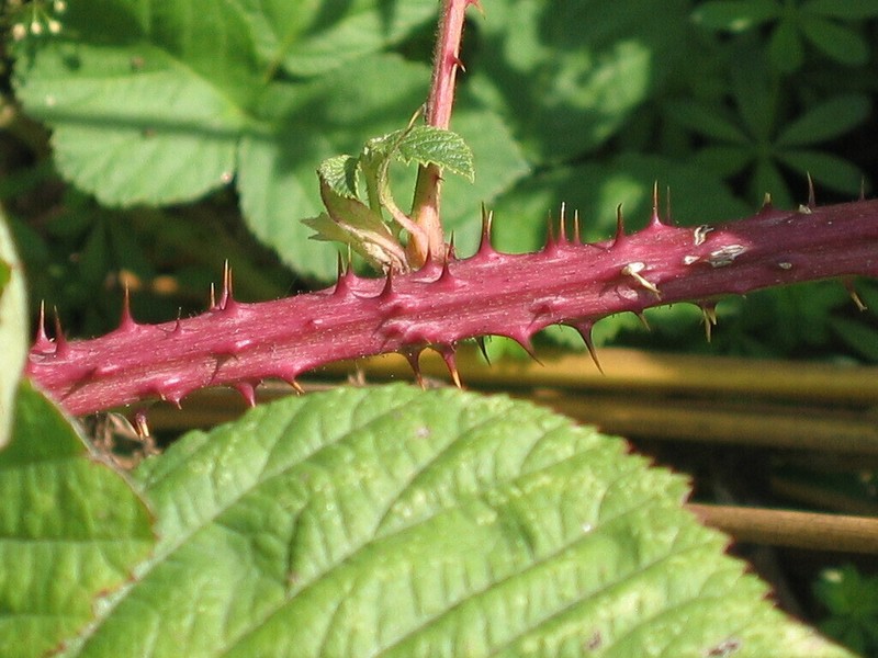 Rubus vagabundus photo 5