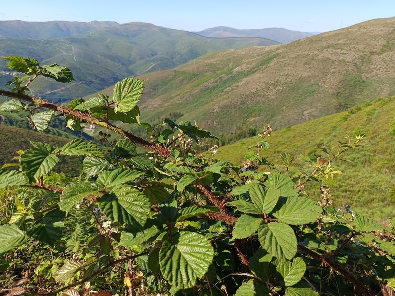 Rubus vagabundus photo 6