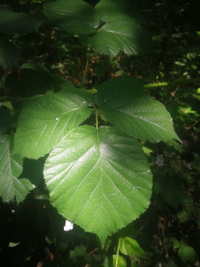 Rubus vagabundus photo 7