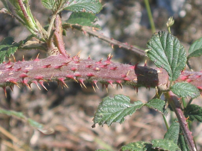 Rubus vagabundus photo 8