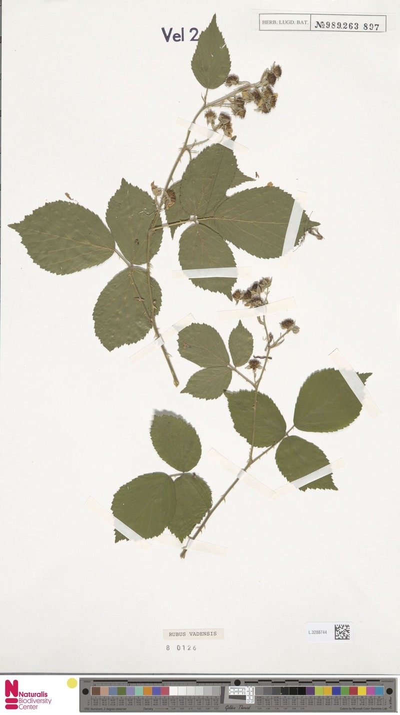 Rubus vagensis