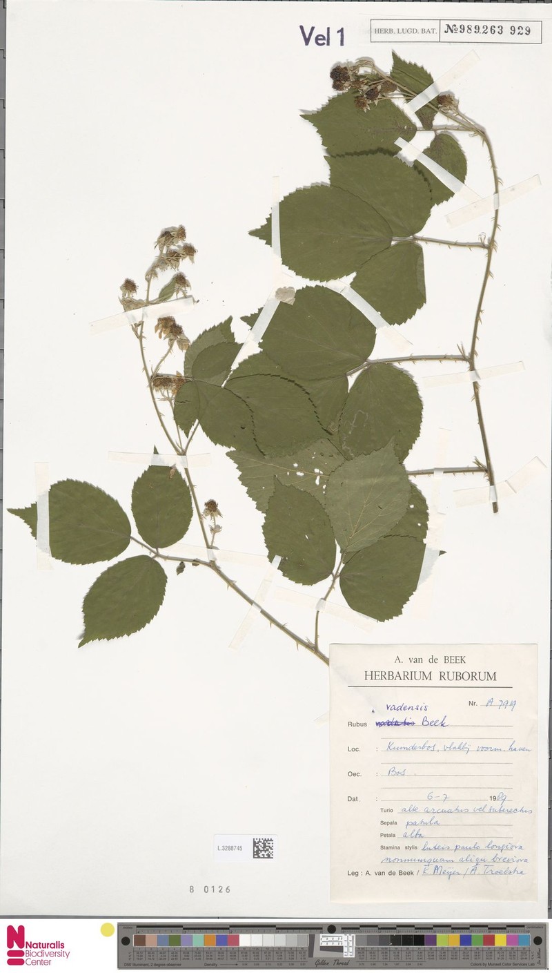 Rubus vagensis photo 2