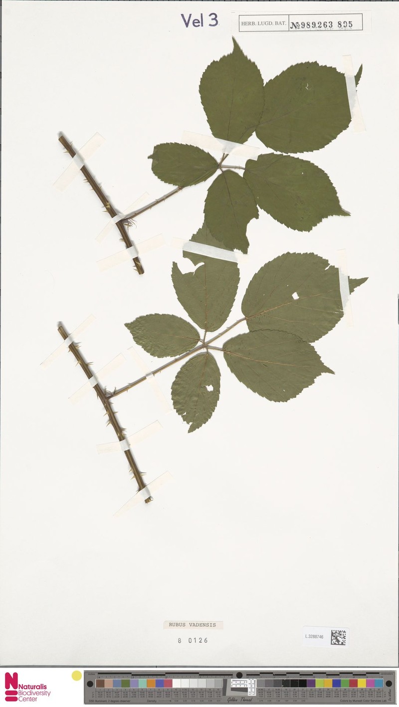 Rubus vagensis photo 3