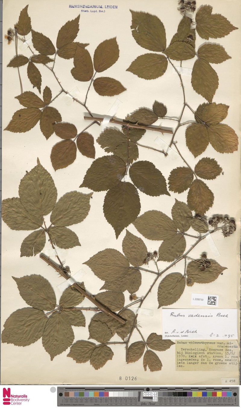 Rubus vagensis photo 4