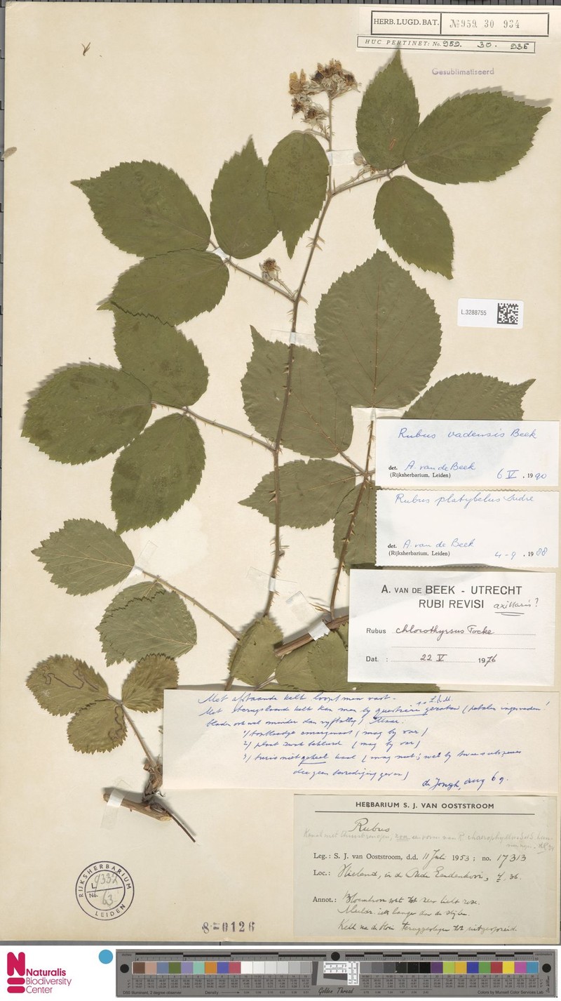 Rubus vagensis photo 5