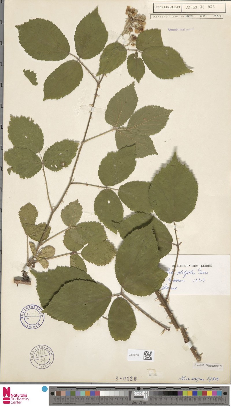 Rubus vagensis photo 6