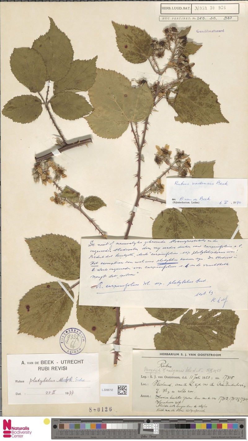 Rubus vagensis photo 7
