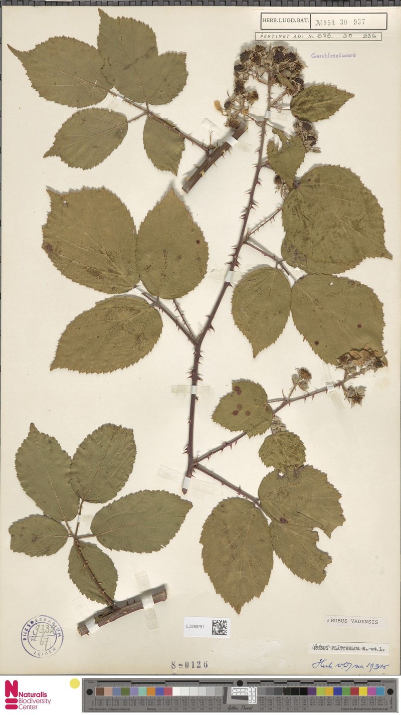 Rubus vagensis photo 8