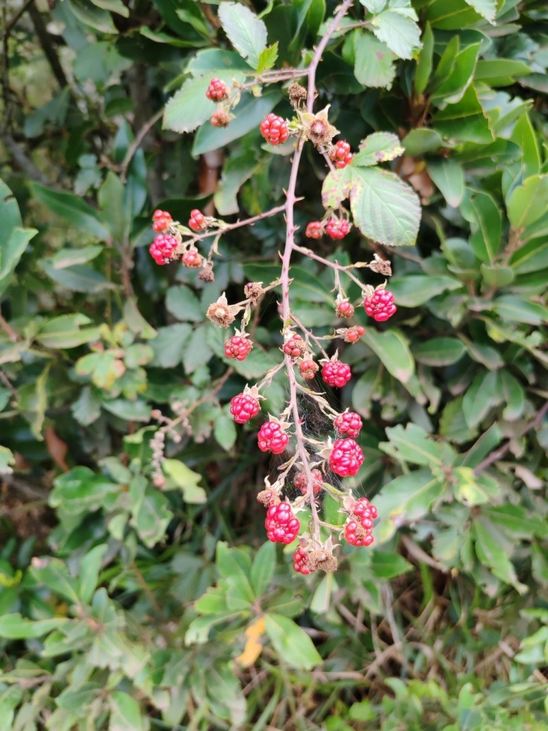 Rubus vahlii