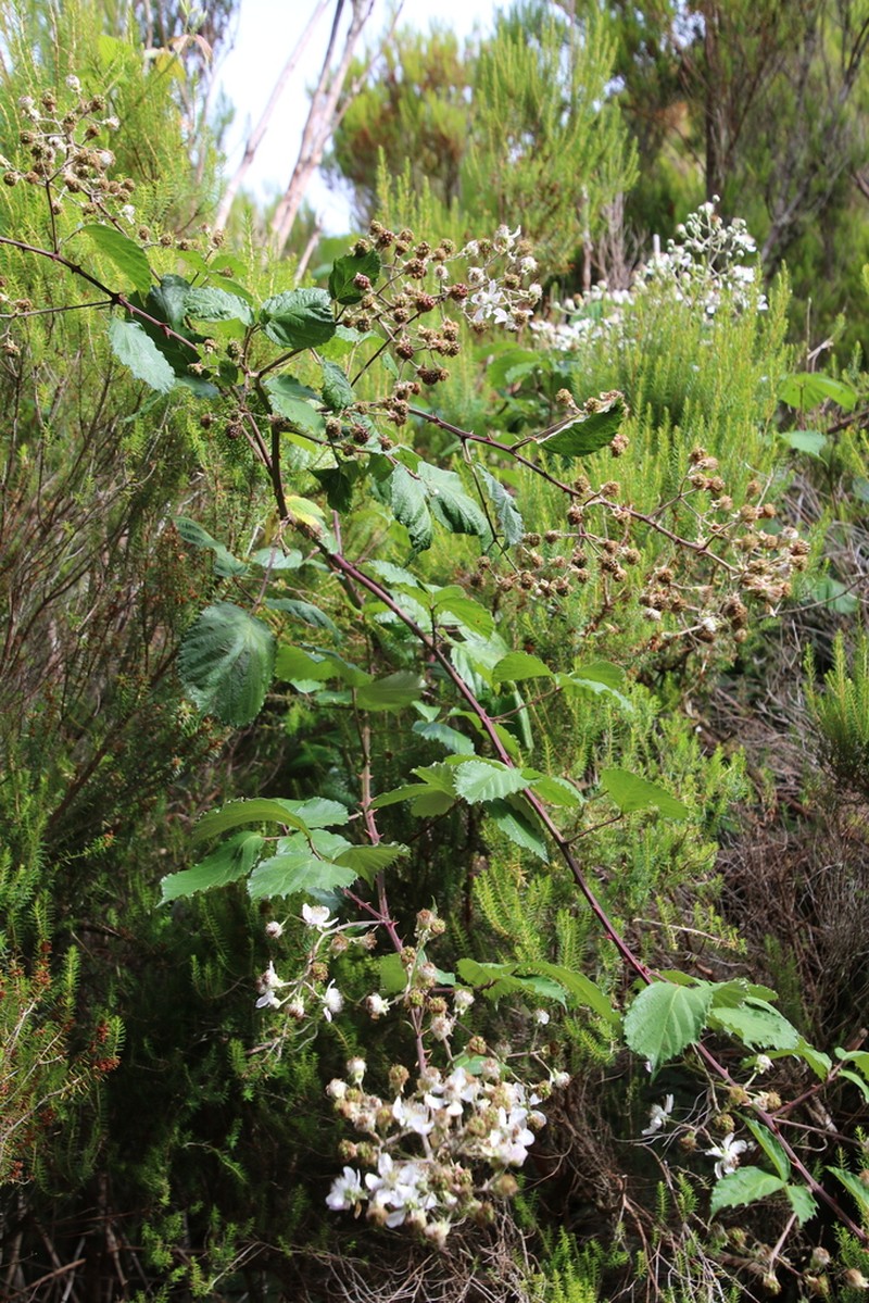 Rubus vahlii photo 2