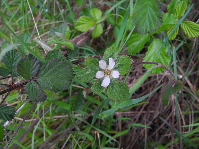 Rubus vahlii photo 3