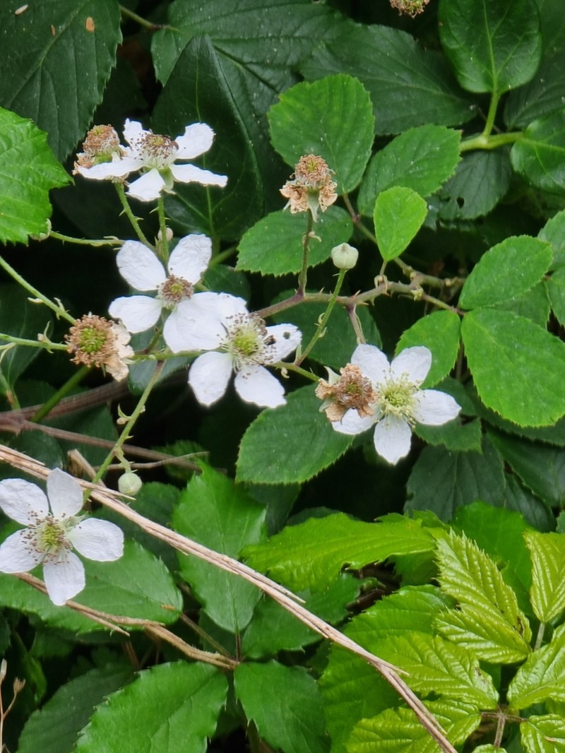 Rubus vahlii photo 4