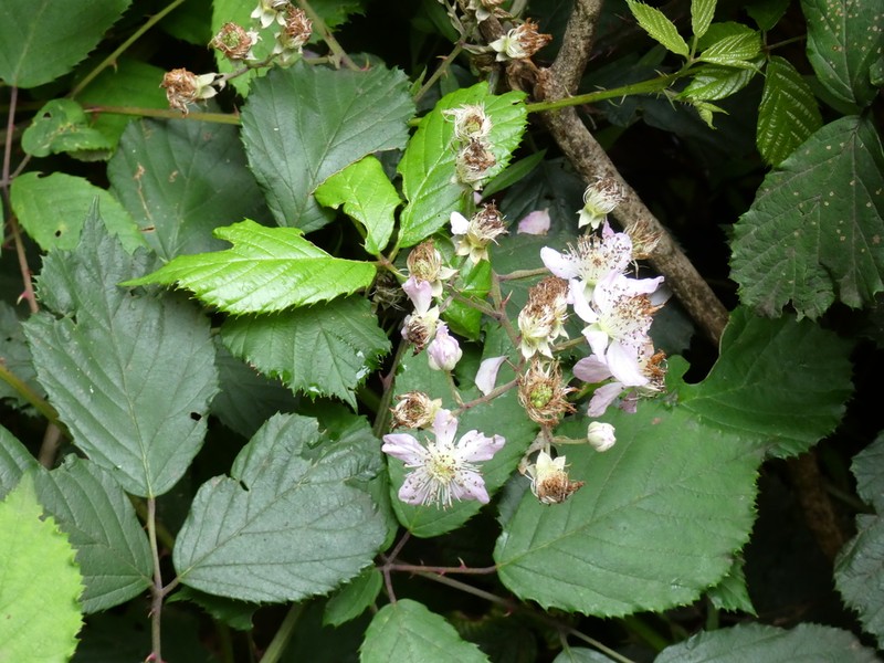 Rubus vahlii photo 5