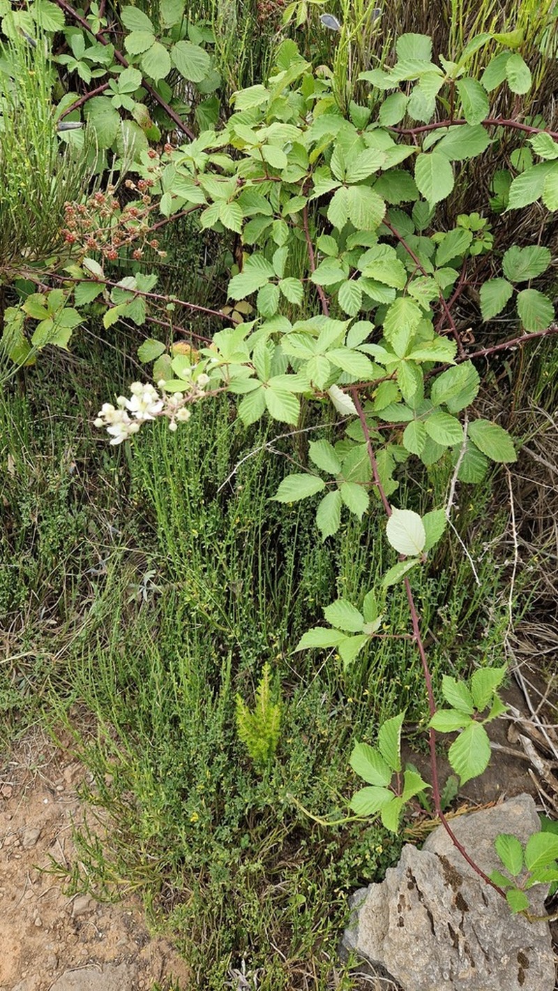 Rubus vahlii photo 6