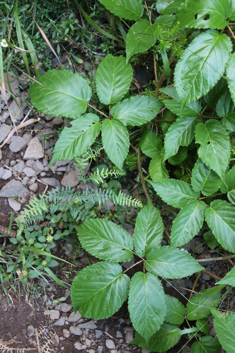 Rubus vahlii photo 7