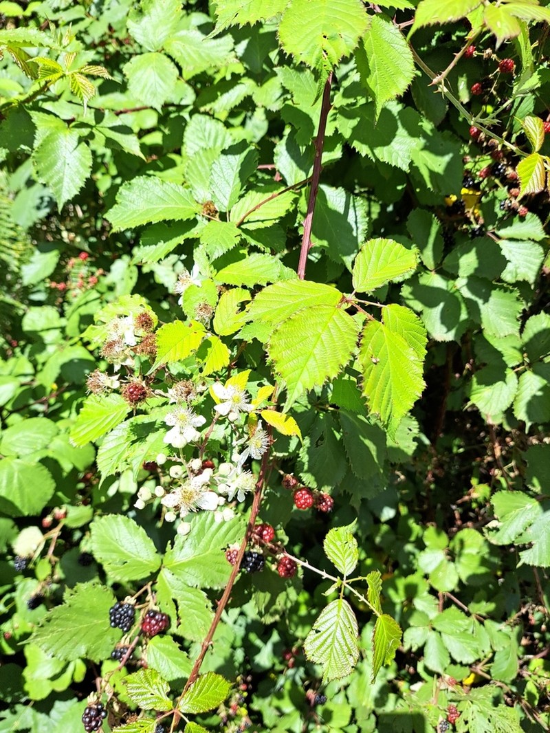 Rubus vahlii photo 8
