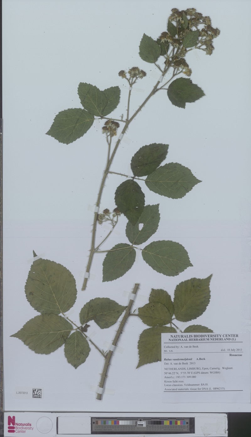 Rubus vandermeijdenii