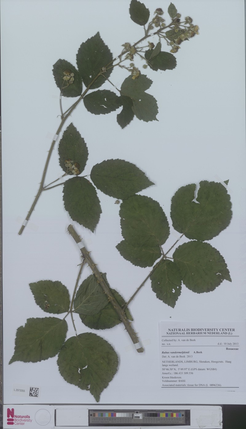 Rubus vandermeijdenii photo 2