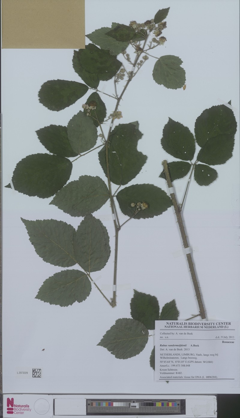 Rubus vandermeijdenii photo 3