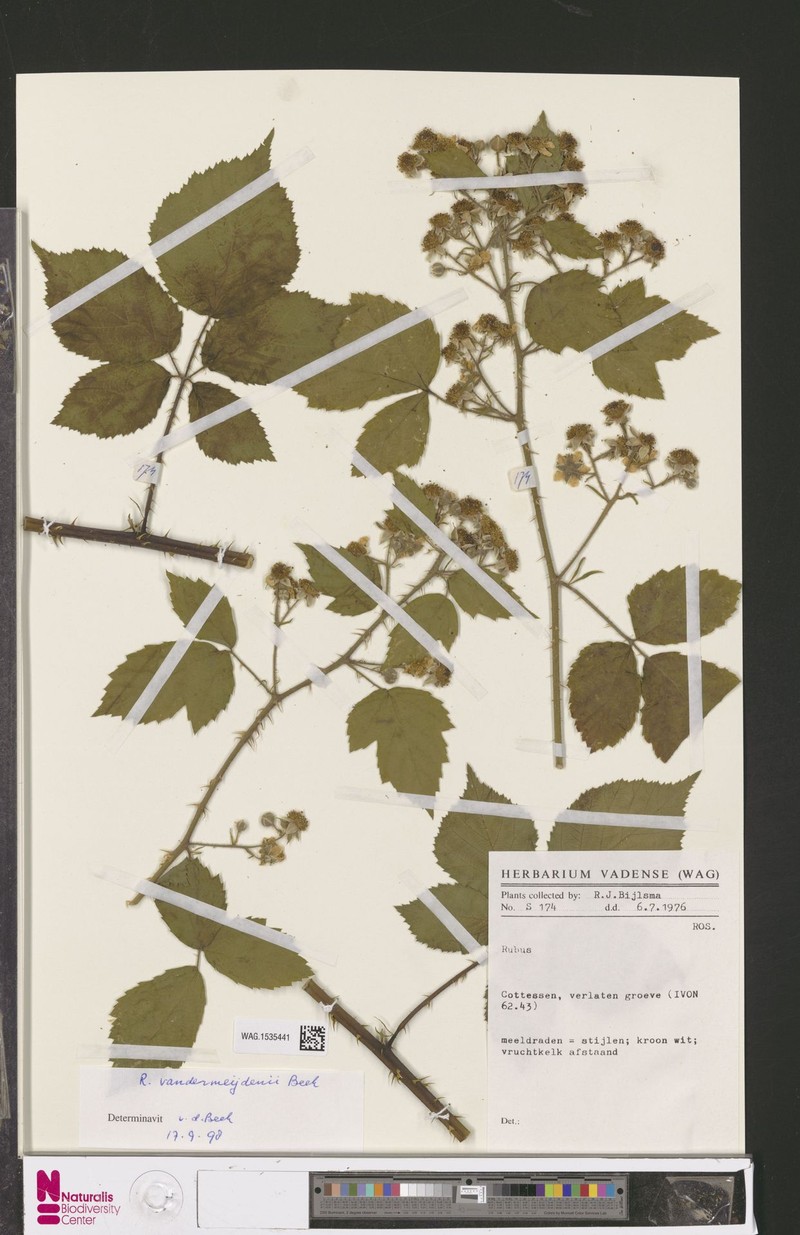 Rubus vandermeijdenii photo 4