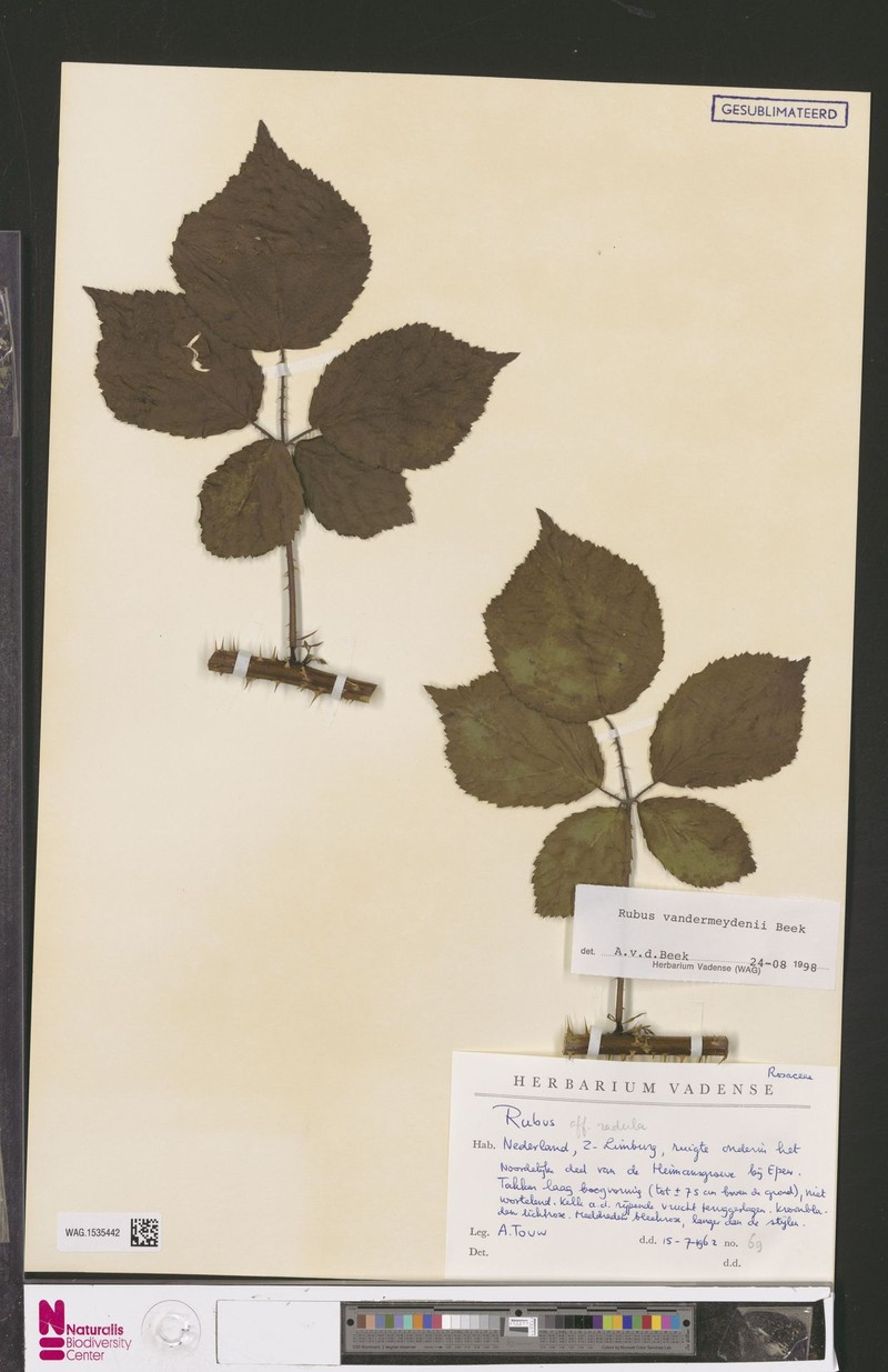 Rubus vandermeijdenii photo 5
