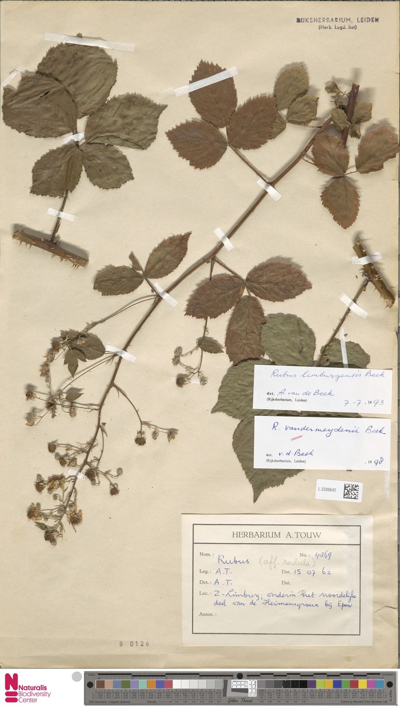 Rubus vandermeijdenii photo 6