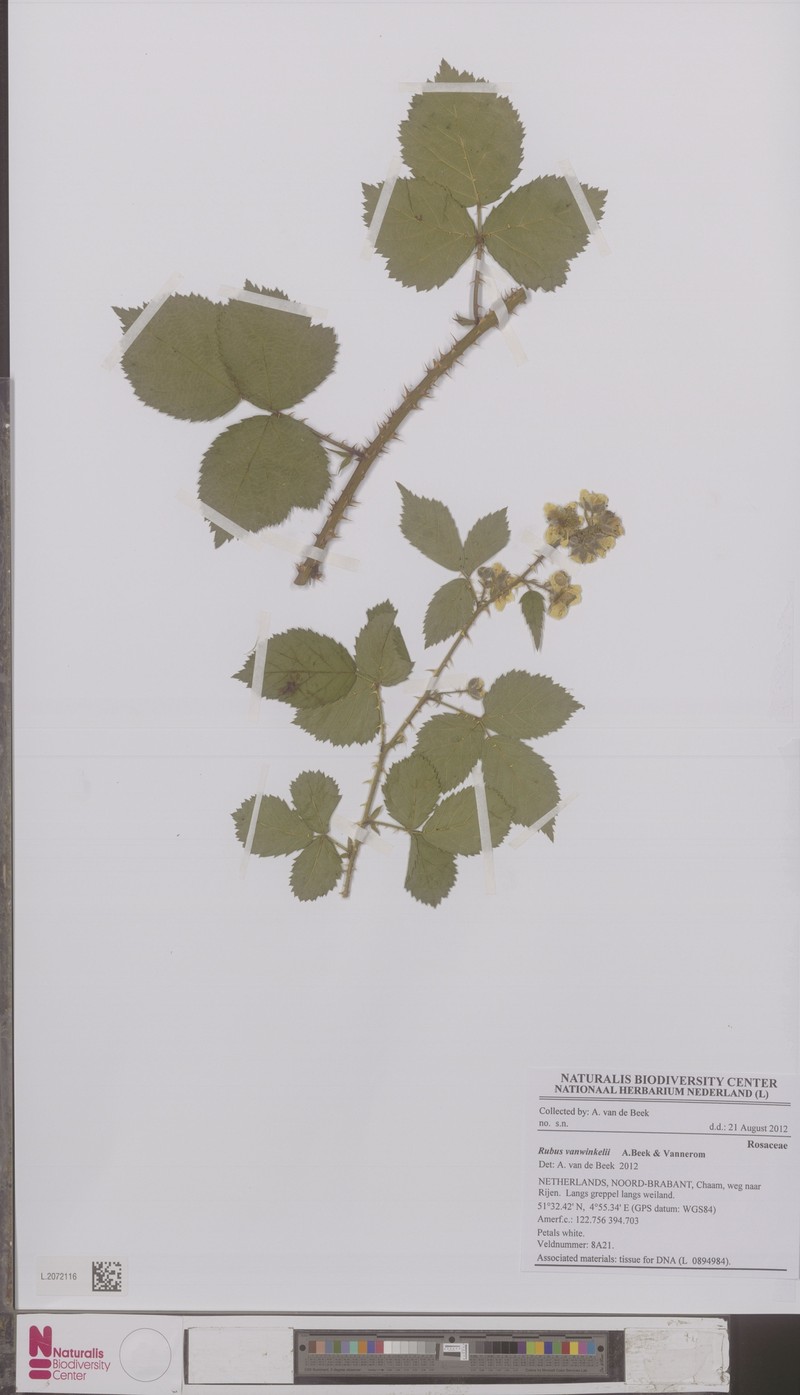 Rubus vanwinkelii