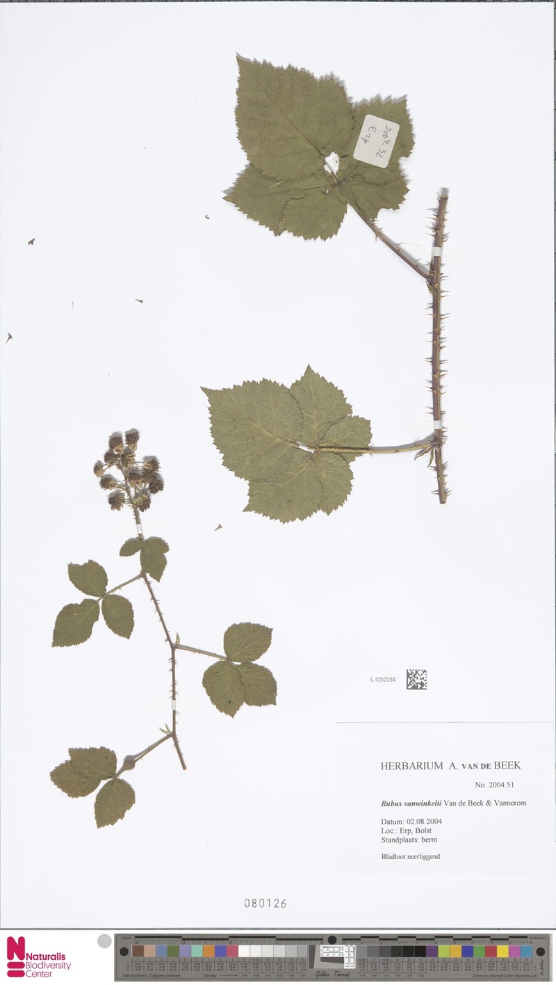 Rubus vanwinkelii photo 2