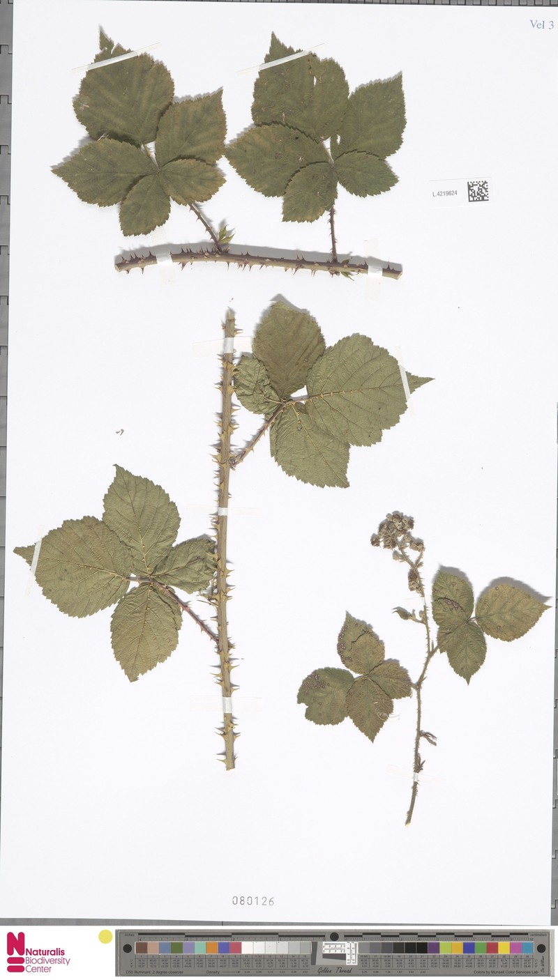 Rubus vanwinkelii photo 3
