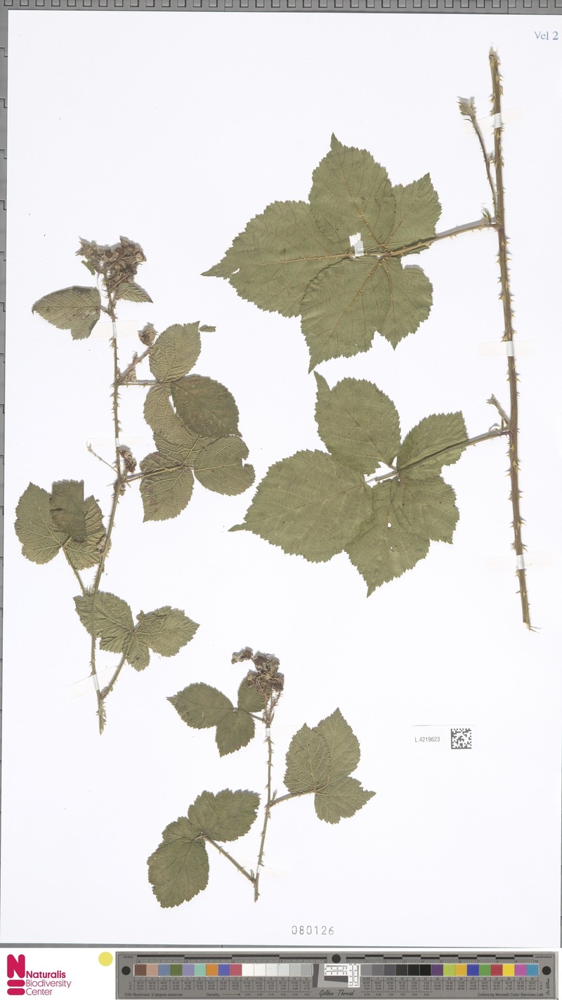 Rubus vanwinkelii photo 4
