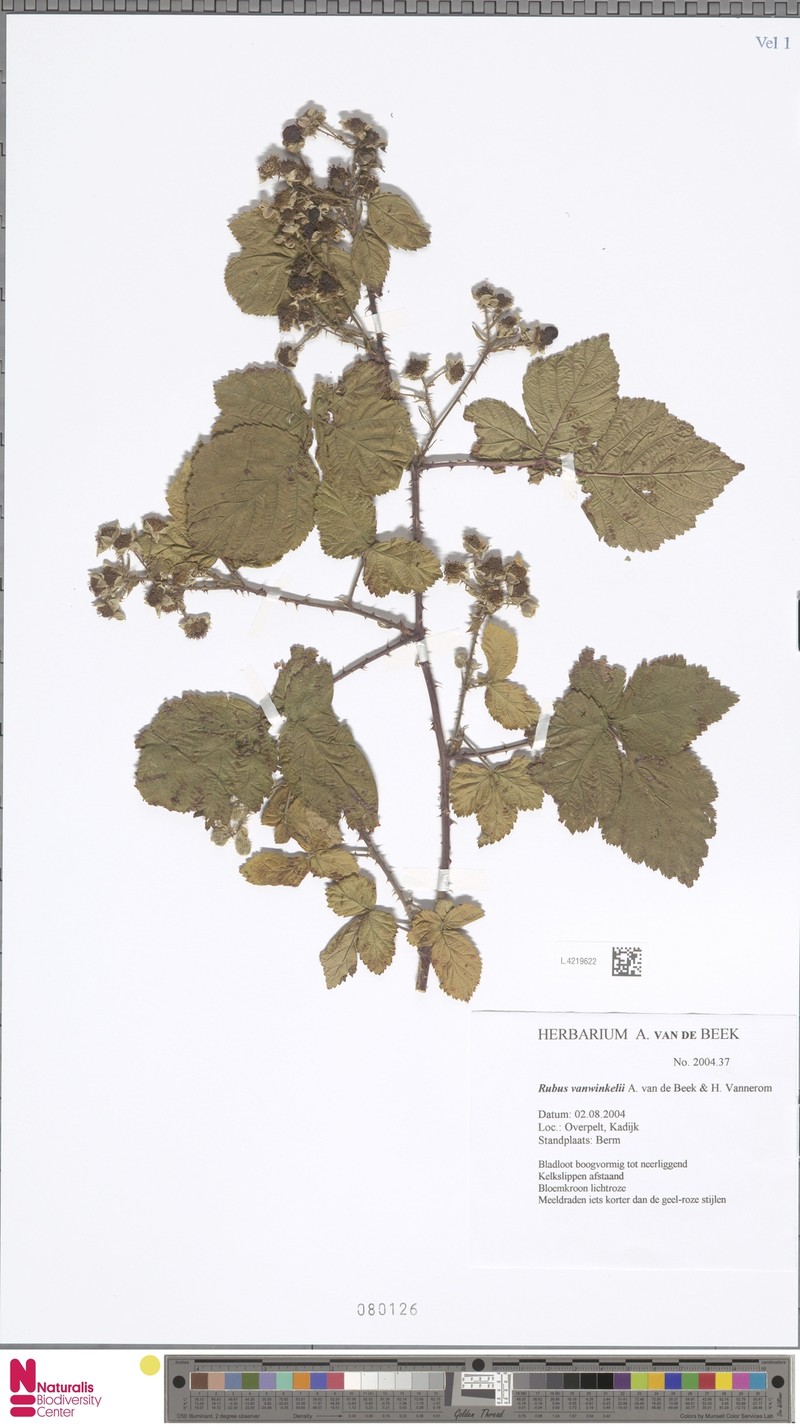 Rubus vanwinkelii photo 5