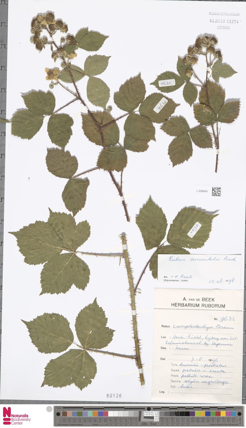 Rubus vanwinkelii photo 6