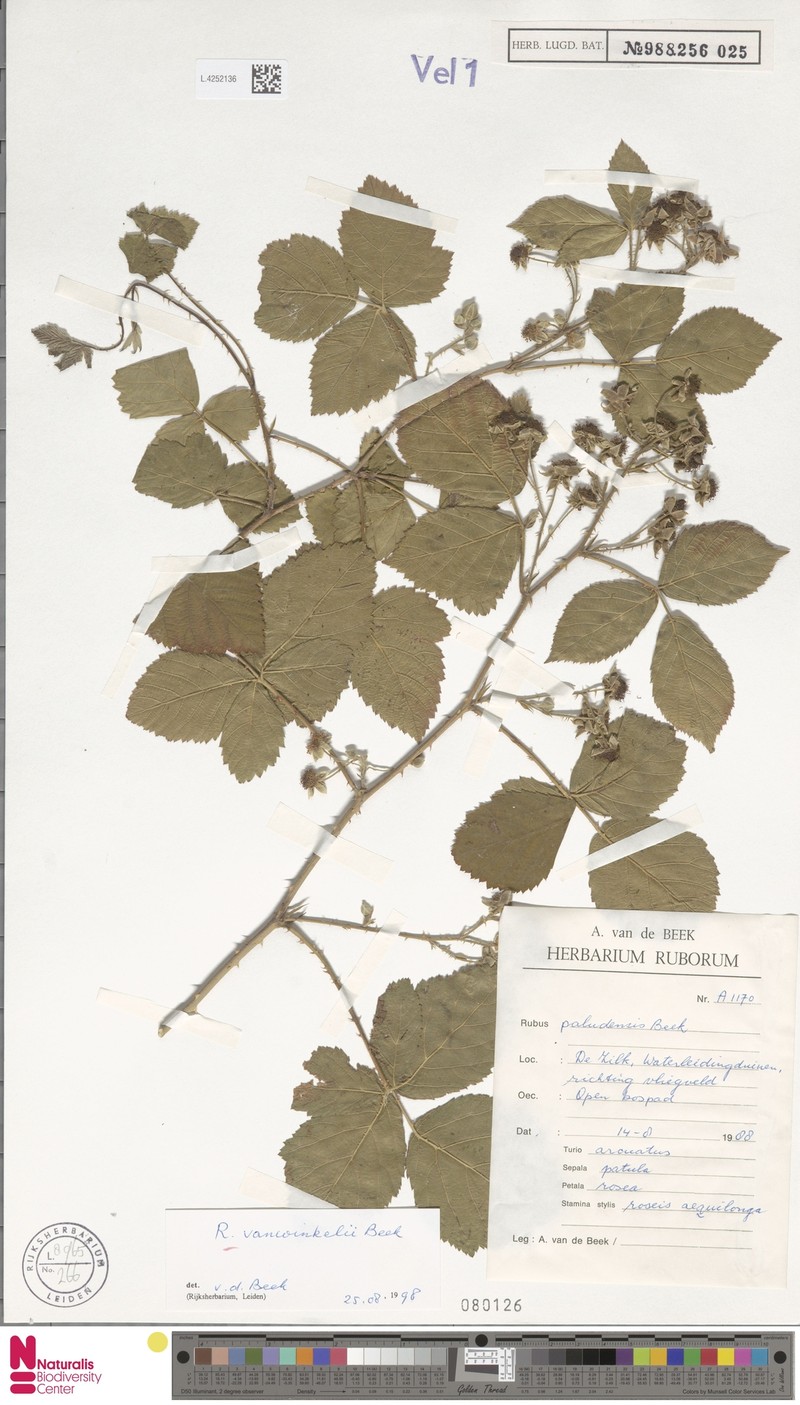 Rubus vanwinkelii photo 7