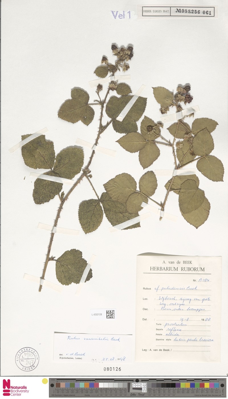 Rubus vanwinkelii photo 8