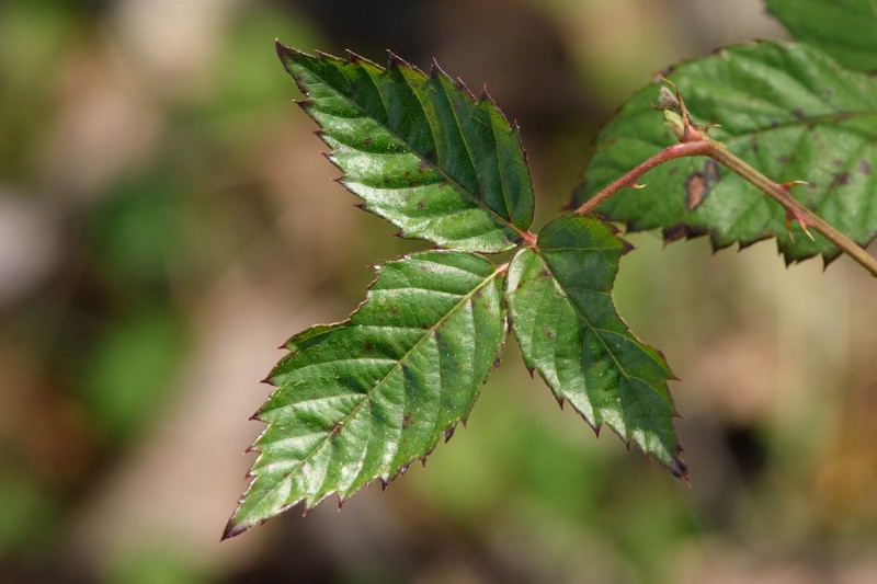 Fuzzy Dewberry photo 4