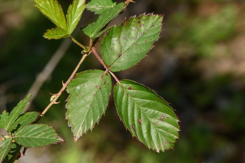 Fuzzy Dewberry photo 6