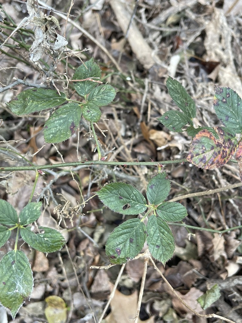 Fuzzy Dewberry photo 7