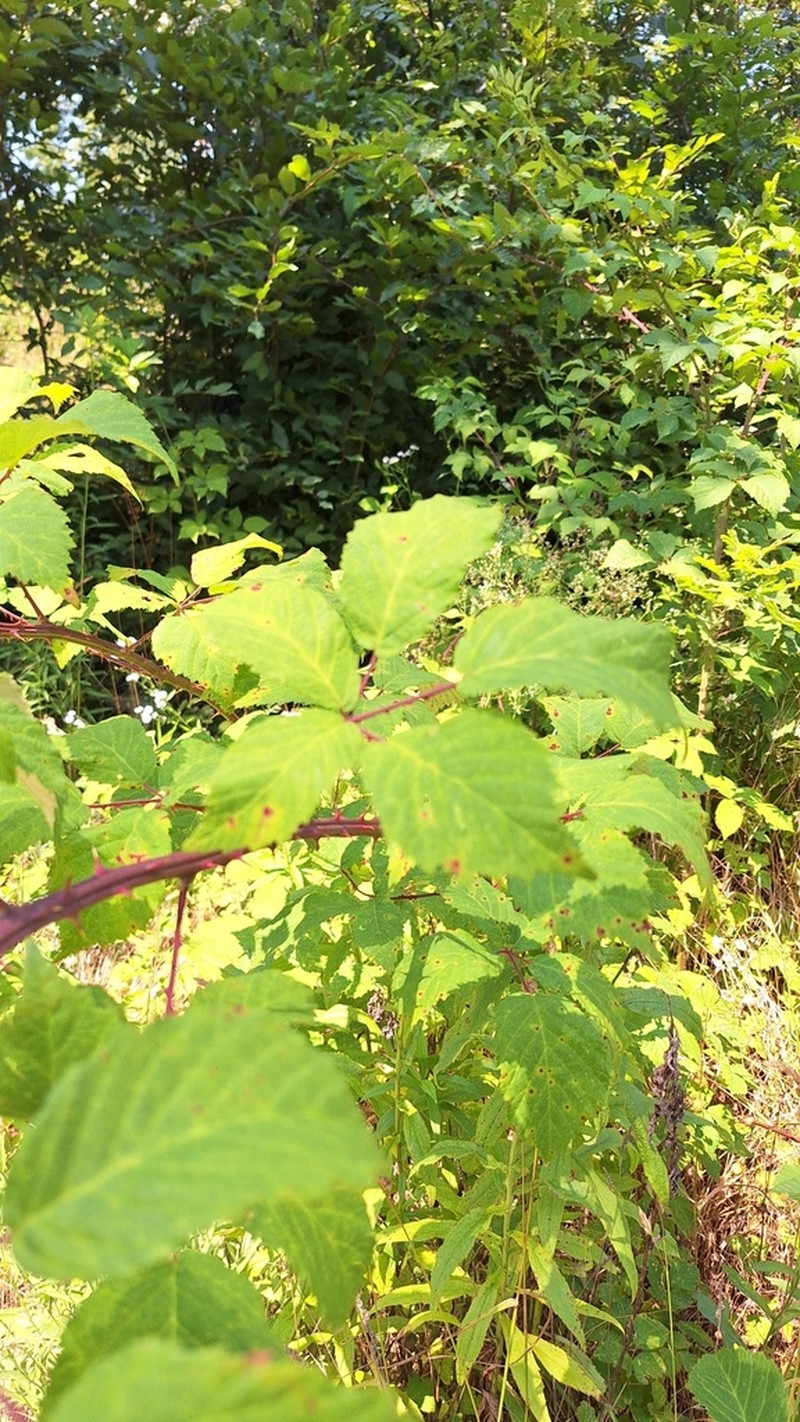 Rubus velutinus