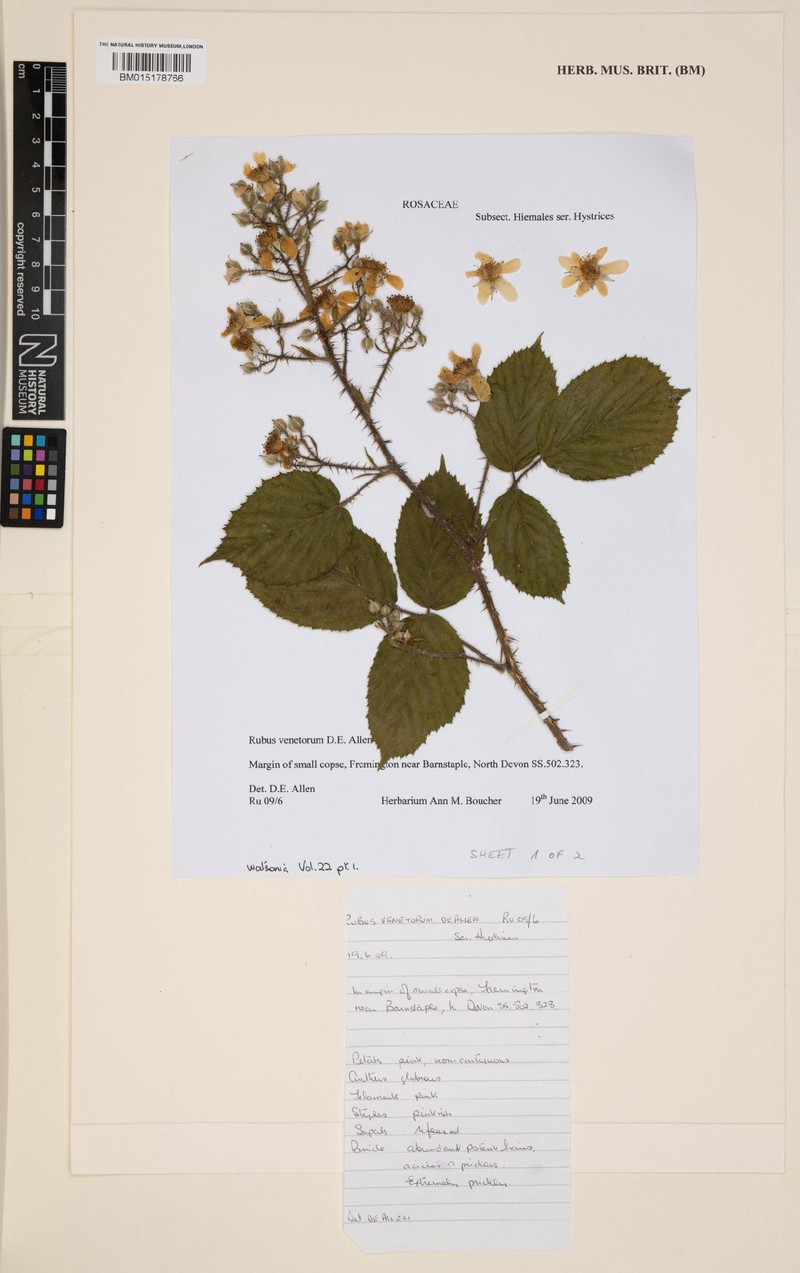 Rubus venetorum