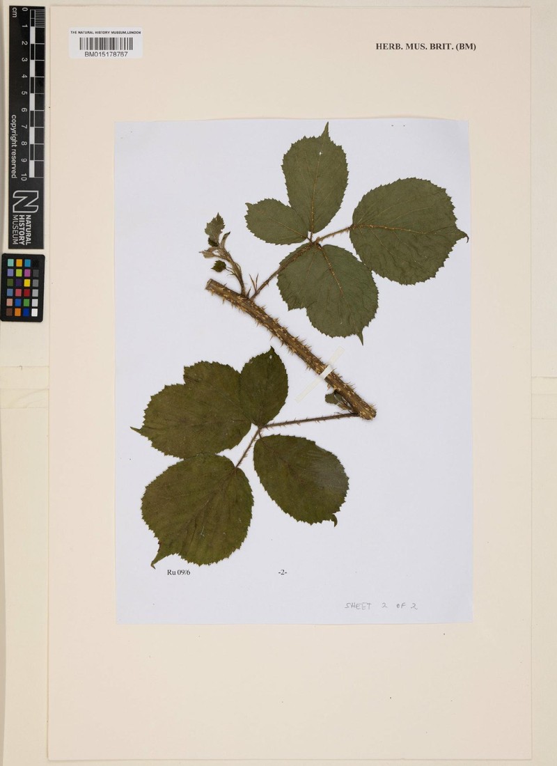 Rubus venetorum photo 2