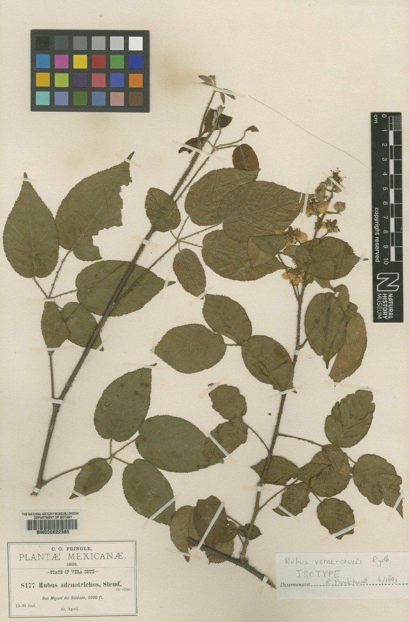 Rubus verae-crucis