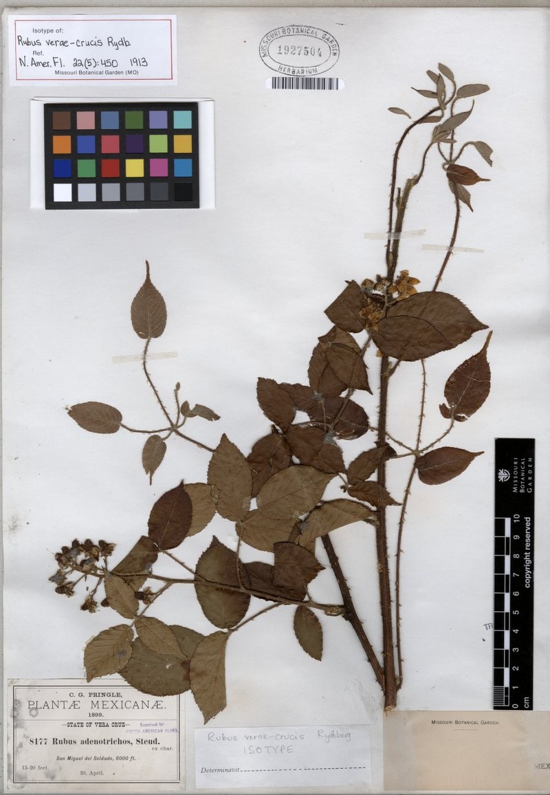 Rubus verae-crucis photo 2