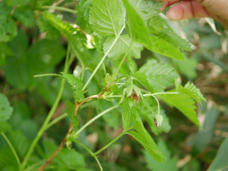 Rubus vernus photo 2