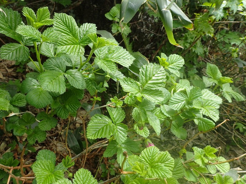 Rubus vernus photo 3