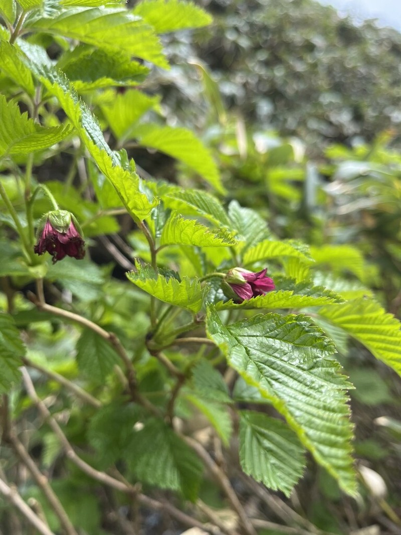 Rubus vernus photo 4