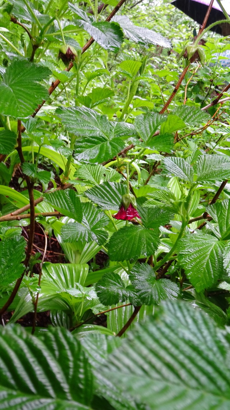 Rubus vernus photo 5